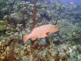 076 Tiger Grouper IMG 5438